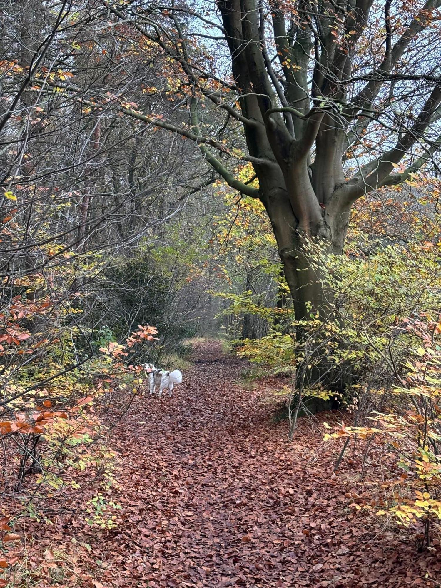 'T Holten Huus - Puur Genieten In Het Bos. Norg Exterior foto